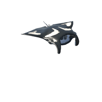 Manta Stingray_R_Swim_anim